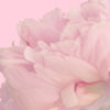 Camisole | Baby Pink Floral